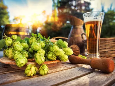 Fresh cold beer glass in rustic setting with fresh hops