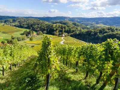 Famous Heart shaped wine road in Slovenia in autumn, Heart form - Herzerl Strasse, vineyards in autumn, Spicnik
