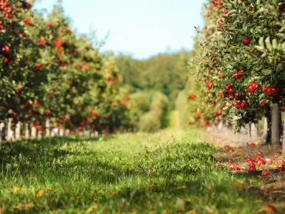 Beautiful view of apple orchard on sunny autumn day