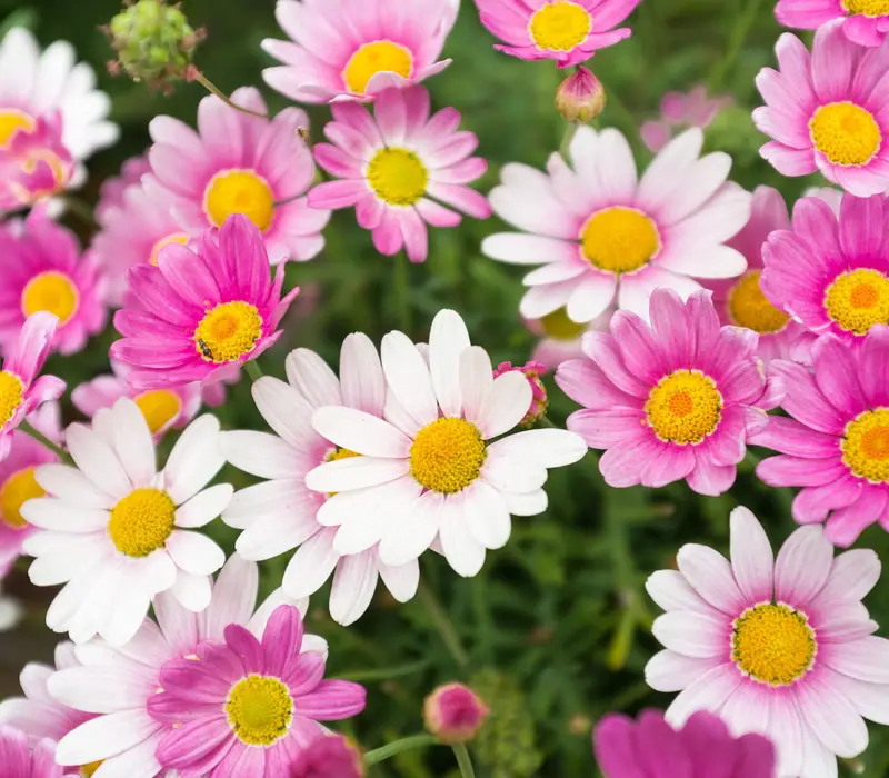 Botanische Weltreise in die Oberlausitz