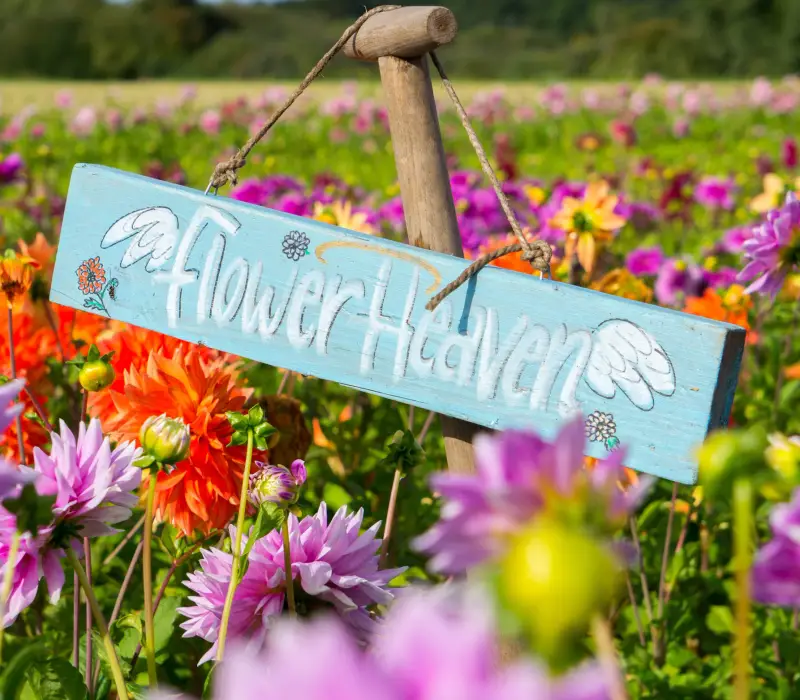 Dahlienfestival im Bollensteek