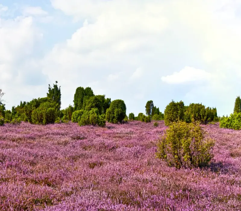 Lüneburger Heide