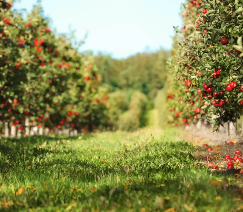 Kulinarische Steiermark
