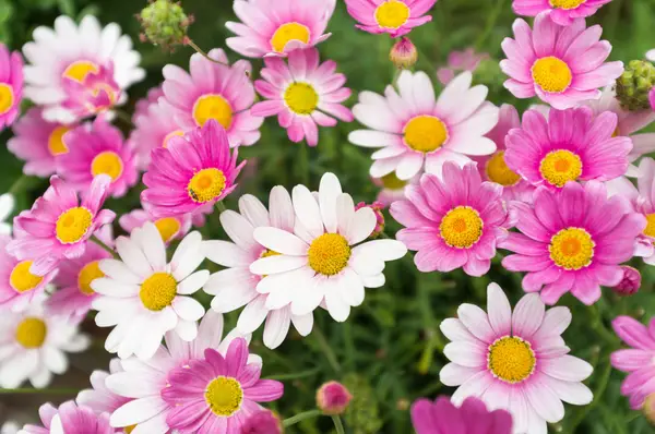 Botanische Weltreise in die Oberlausitz